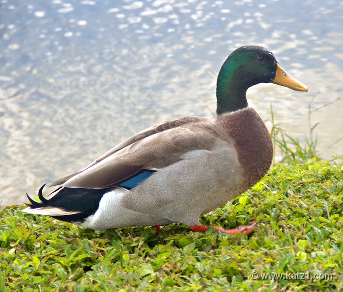 Duck 3